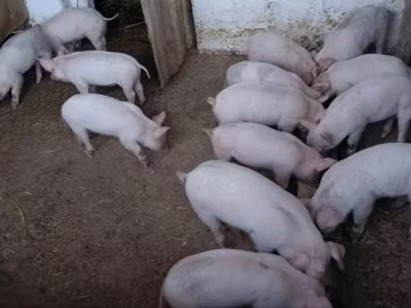 Schweine (Partie, Geschlecht nicht angegeben), Schweine