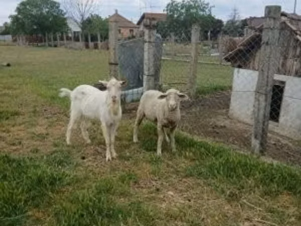 Carnero, Merino sheep