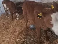 Kuh, Simmental cattle — Foto 2
