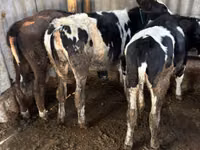 Vaca, Russian Black pied cattle — foto 1