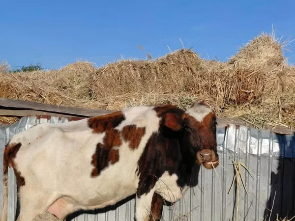 Уй, Көк сиыр — Казакстан