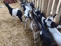 تيس, الماعز — الصورة 2