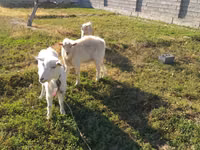 母山羊, Goats — 照片 3