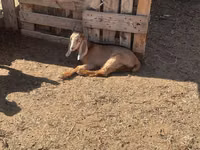 عنزة, Nubian Goat — الصورة 6