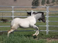 Caballo, National Show Horse — foto 3
