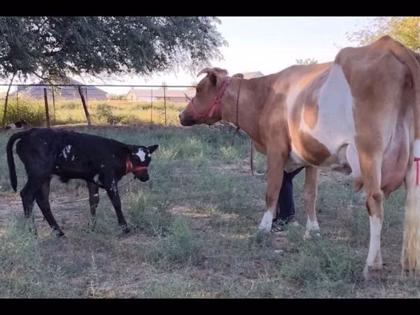 गाय, Simmental cattle — कज़ाखस्तान