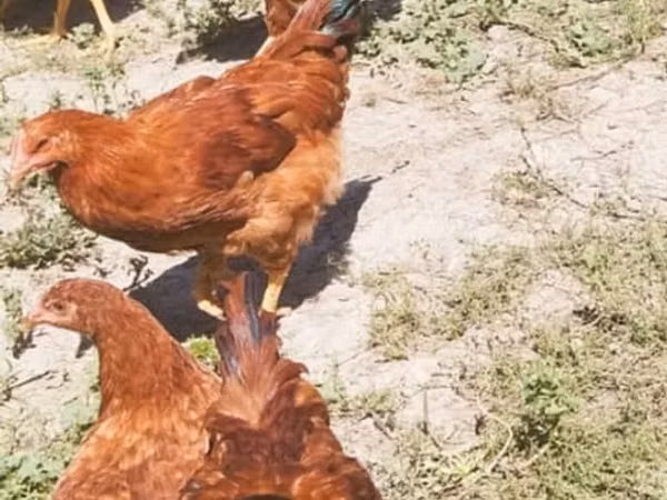 Chickens — Kirgisistan