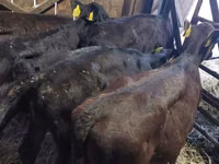 ІҚМ (топ, жынысы көрсетілмеген), Simmental cattle — 2-сурет