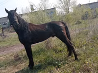 Hengst, Altai horse — Foto 5