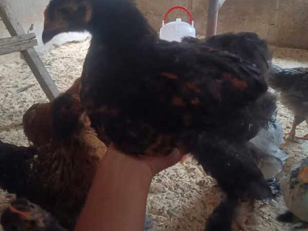 Chickens — Kirgisistan