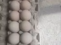 Chickens — Foto 4