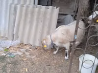 Echki, Saanen goat — 2-rasm