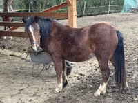 Mare, Horses — photo 2