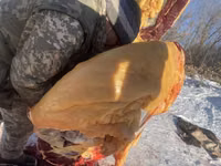 Stute, Pferde — Foto 3