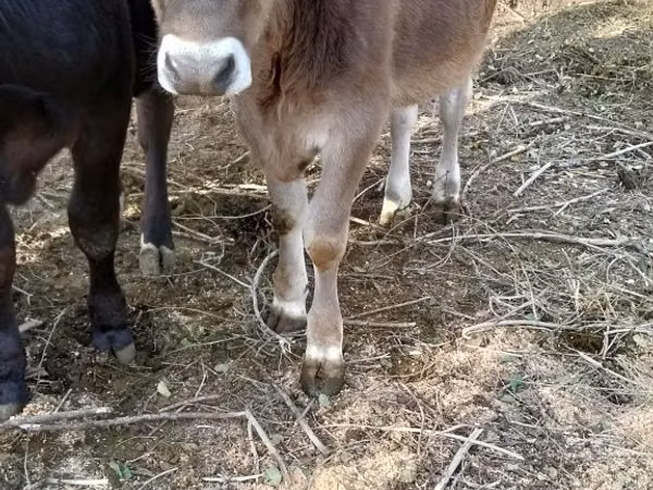 गाय, अलाताऊ नस्ल — कज़ाखस्तान