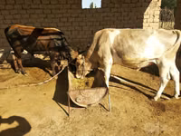 सांड, मवेशी — फ़ोटो 1