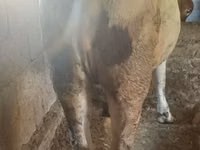 Vaca, Ganado vacuno — foto 5