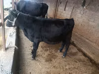 Kuh, Holstein-Rasse — Foto 2