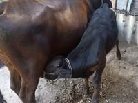 母牛, Cattle — 照片 3