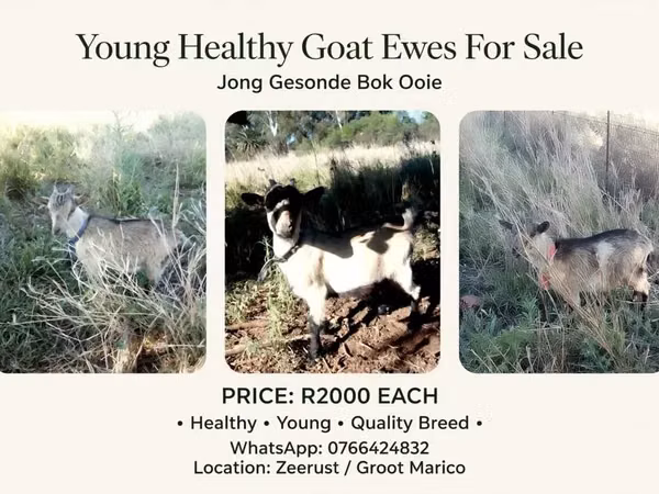 母山羊, American pygmy goats