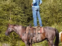 Hengst, Quarter Horse — Foto 6