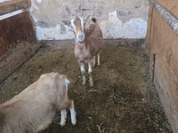 Ziege, Alpine goat — Foto 1