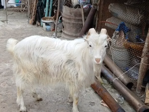 Ziegenbock, Ziegen — Usbekistan
