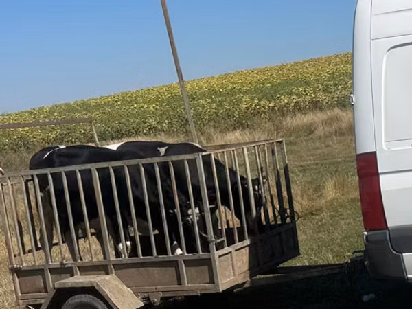 Bull, Cattle
