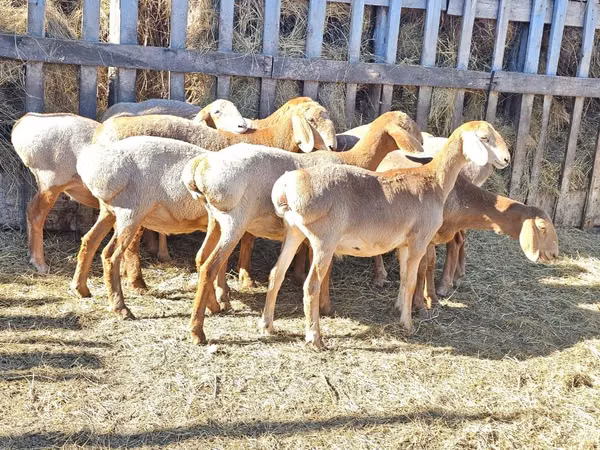 Schaf, Arashan sheep