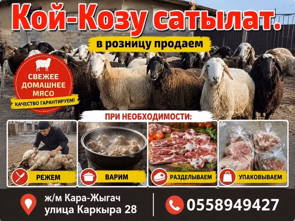 Кой-козу сатылат. Продаем баранов на дому. Ж/м Кара-Жыгач ул.Каркыра