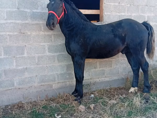 حصان, Orlov Trotter