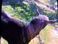 Ziegenbock, Murcia-Granada goats — Foto 4