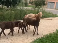 نعجة, الأغنام — الصورة 2