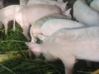 猪（批次，未指定性别）, Pigs — 照片 3