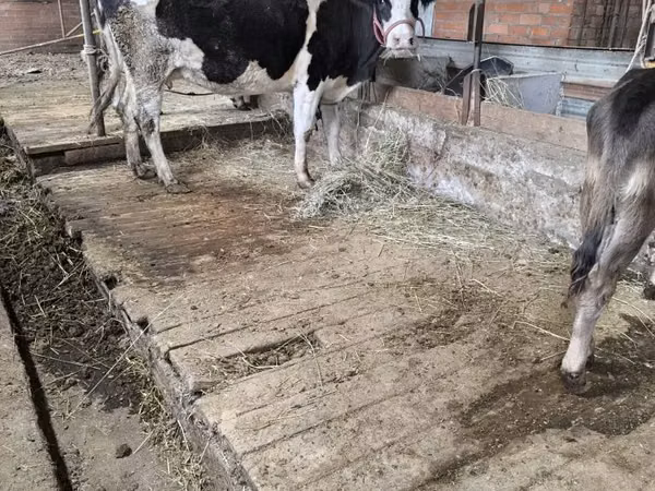 母牛, Latvian Blue cattle