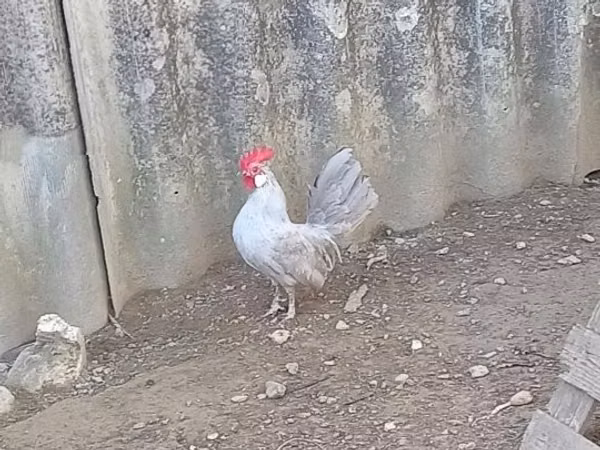 Тооктор