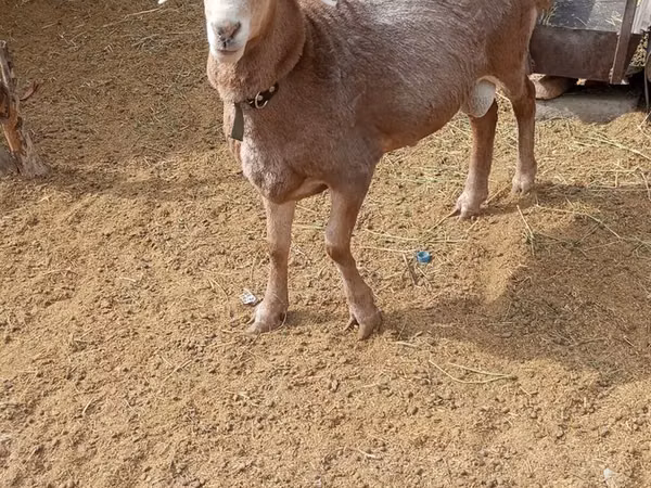 Widder, Katum sheep