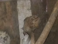 Chickens — Foto 2