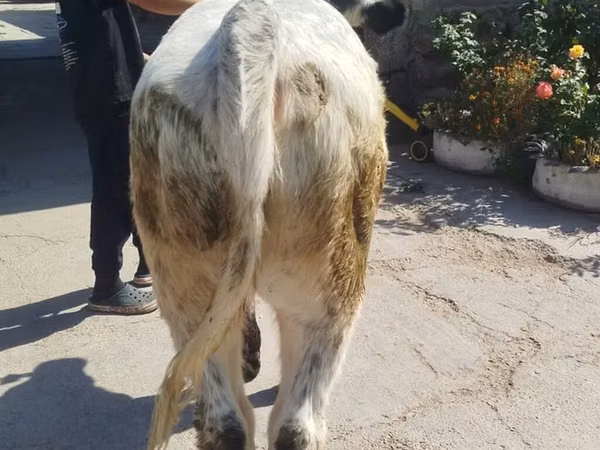 Bulle, Ukrainian grey cattle