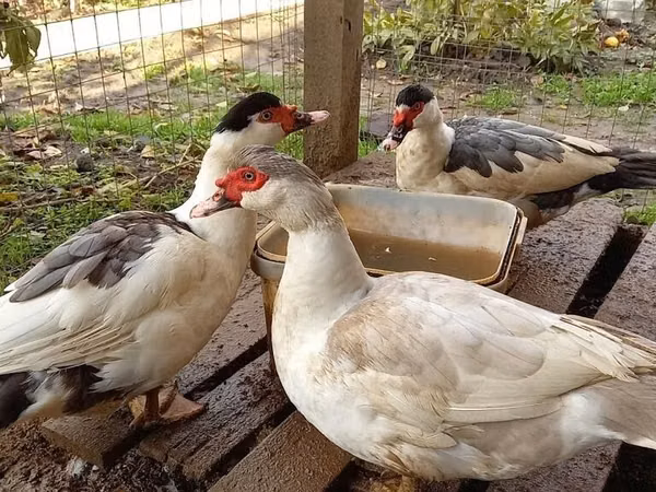 Домашняя мушка