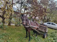 母马, Horses — 照片 1