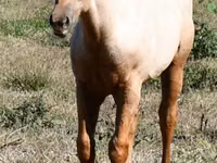 Horse (M), Quarter Horse — photo 2