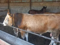 Bulle, Swiss cattle — Foto 2