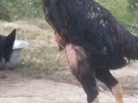 Gallinas Shamo — foto 4