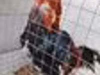 Chickens — Foto 3
