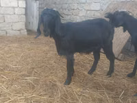 बकरी, Damask goat — फ़ोटो 4