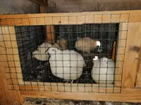 Quails — Foto 3