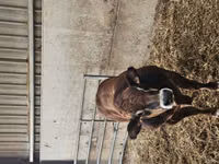Bulle, Partenaise cattle — Foto 5