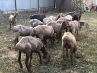 Schafe (Partie, Geschlecht nicht angegeben), Arashan sheep — Foto 4