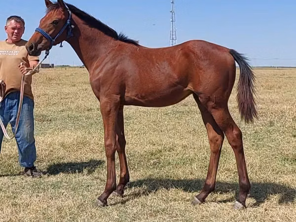 Aygʻir, Thoroughbred horse